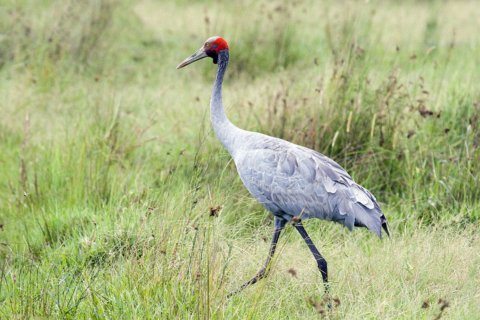 Brolga (Grus rubicunda)